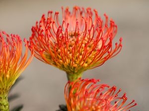 Preview wallpaper protea, flower, petals, macro