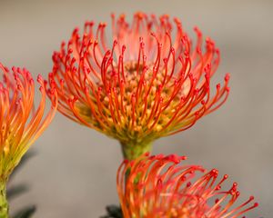 Preview wallpaper protea, flower, petals, macro