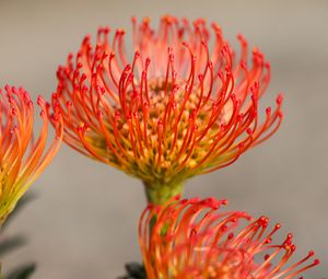 Preview wallpaper protea, flower, petals, macro