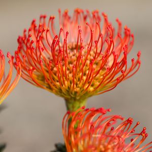 Preview wallpaper protea, flower, petals, macro