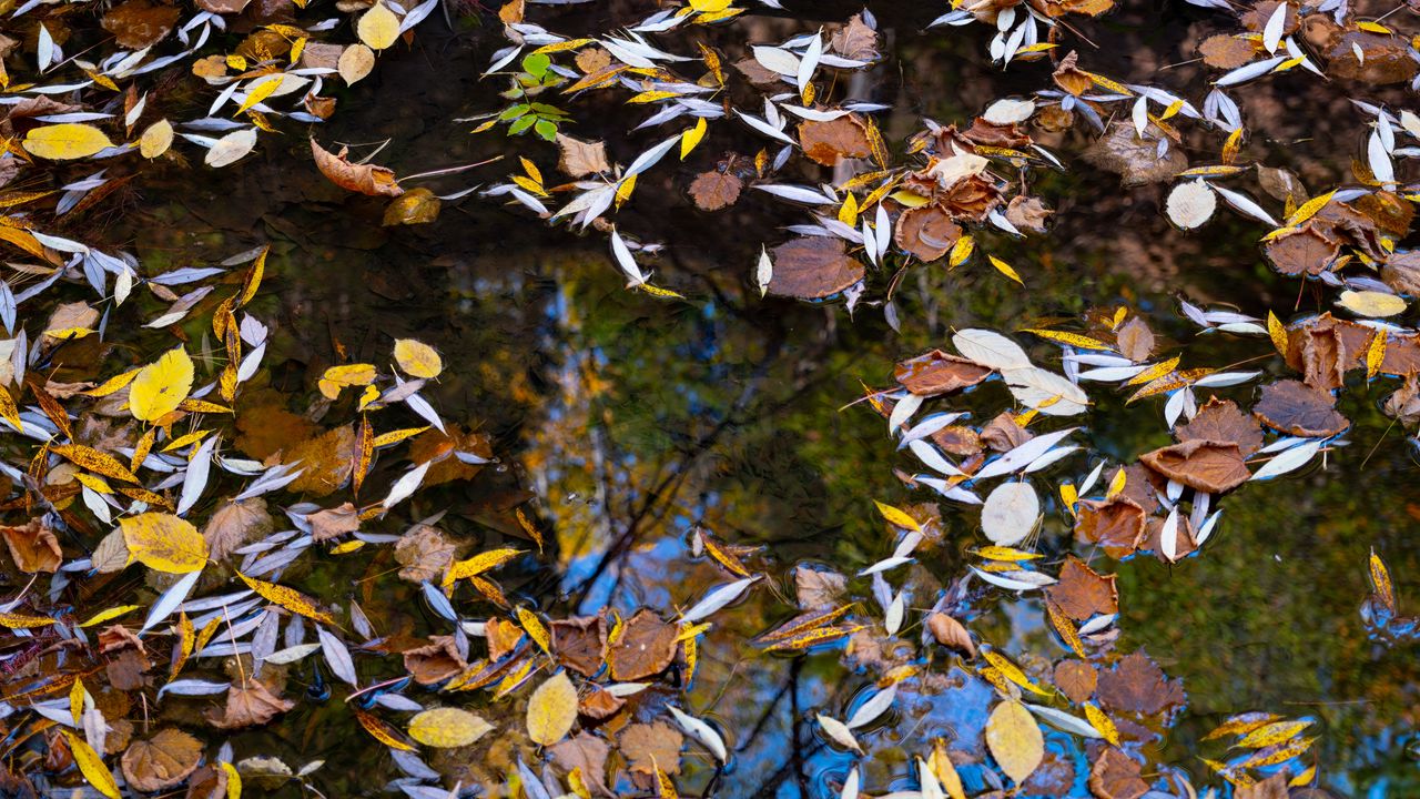 Wallpaper puddle, leaves, autumn, water, reflection
