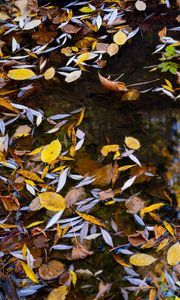Preview wallpaper puddle, leaves, autumn, water, reflection