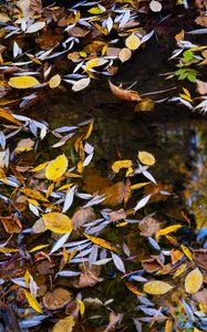 Preview wallpaper puddle, leaves, autumn, water, reflection