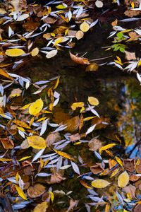 Preview wallpaper puddle, leaves, autumn, water, reflection