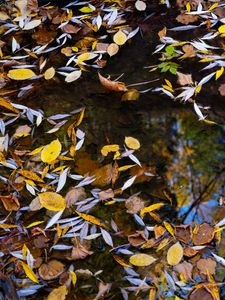 Preview wallpaper puddle, leaves, autumn, water, reflection