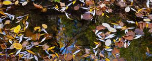 Preview wallpaper puddle, leaves, autumn, water, reflection