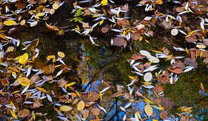 Preview wallpaper puddle, leaves, autumn, water, reflection