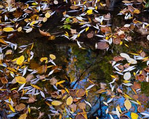 Preview wallpaper puddle, leaves, autumn, water, reflection