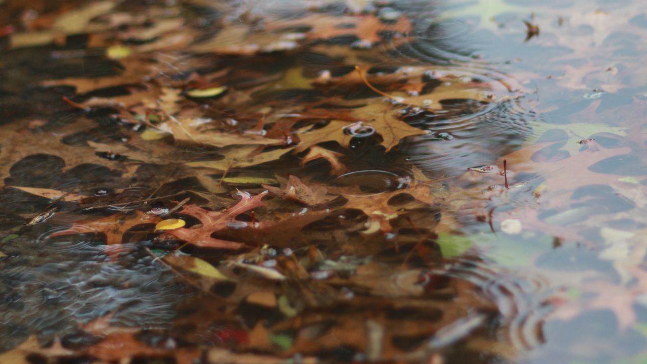 Wallpaper puddle, leaves, rain, drops, water, autumn