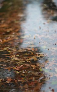 Preview wallpaper puddle, leaves, rain, drops, water, autumn