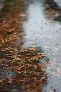 Preview wallpaper puddle, leaves, rain, drops, water, autumn