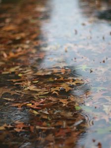 Preview wallpaper puddle, leaves, rain, drops, water, autumn