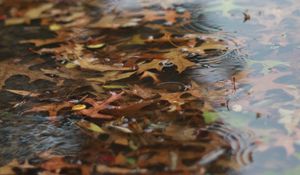 Preview wallpaper puddle, leaves, rain, drops, water, autumn