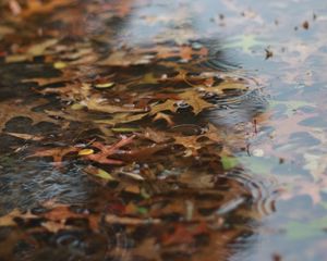 Preview wallpaper puddle, leaves, rain, drops, water, autumn