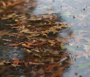 Preview wallpaper puddle, leaves, rain, drops, water, autumn