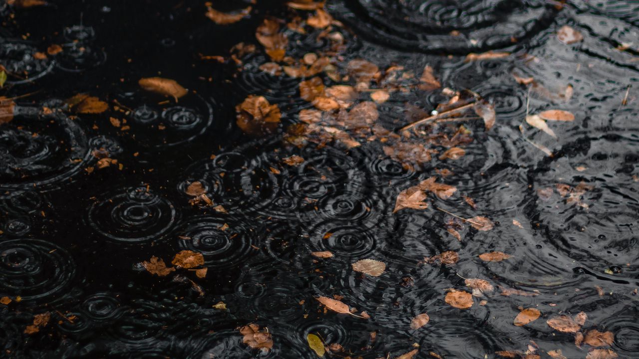Wallpaper puddle, rain, drops, leaves, autumn