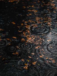 Preview wallpaper puddle, rain, drops, leaves, autumn