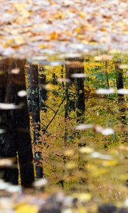Preview wallpaper puddle, reflection, autumn, trees