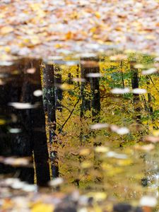 Preview wallpaper puddle, reflection, autumn, trees