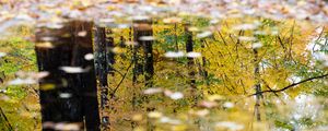 Preview wallpaper puddle, reflection, autumn, trees