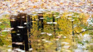 Preview wallpaper puddle, reflection, autumn, trees
