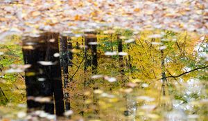 Preview wallpaper puddle, reflection, autumn, trees