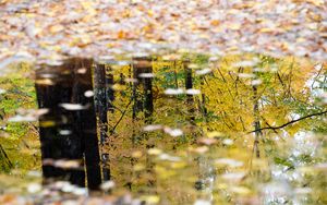 Preview wallpaper puddle, reflection, autumn, trees