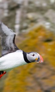 Preview wallpaper puffin, bird, beak, wildlife, flight