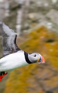 Preview wallpaper puffin, bird, beak, wildlife, flight