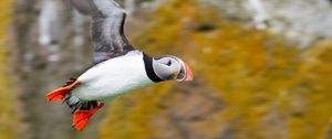 Preview wallpaper puffin, bird, beak, wildlife, flight