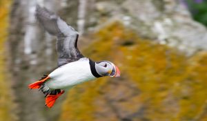 Preview wallpaper puffin, bird, beak, wildlife, flight