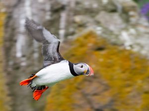 Preview wallpaper puffin, bird, beak, wildlife, flight