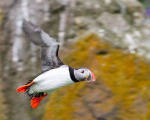 Preview wallpaper puffin, bird, beak, wildlife, flight