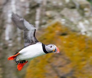 Preview wallpaper puffin, bird, beak, wildlife, flight