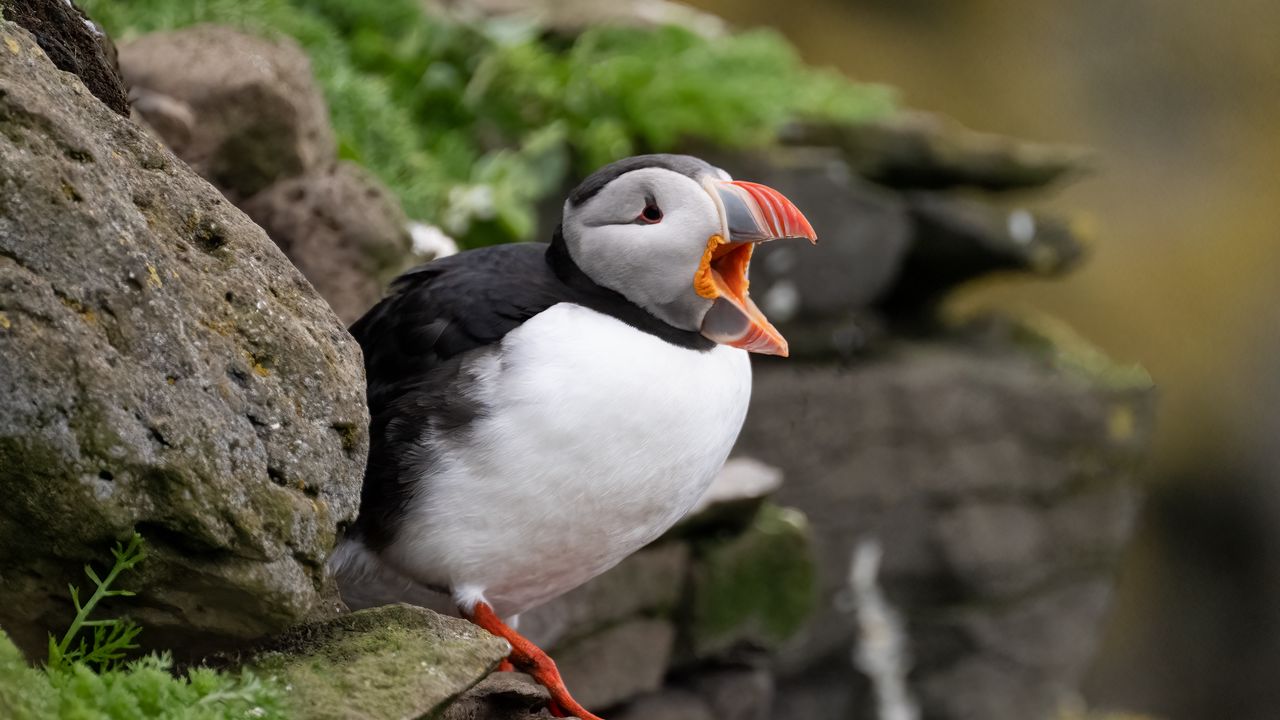 Wallpaper puffin, bird, beak, wildlife, stones