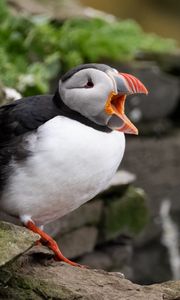 Preview wallpaper puffin, bird, beak, wildlife, stones