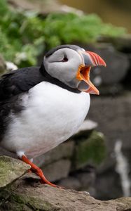 Preview wallpaper puffin, bird, beak, wildlife, stones