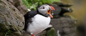 Preview wallpaper puffin, bird, beak, wildlife, stones