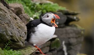 Preview wallpaper puffin, bird, beak, wildlife, stones