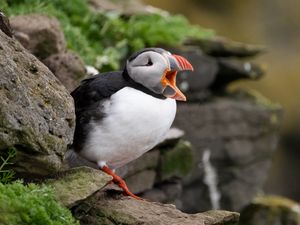 Preview wallpaper puffin, bird, beak, wildlife, stones