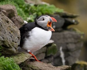 Preview wallpaper puffin, bird, beak, wildlife, stones