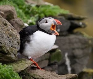 Preview wallpaper puffin, bird, beak, wildlife, stones