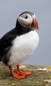 Preview wallpaper puffin, bird, beak, wildlife, stone