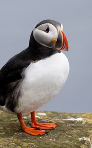 Preview wallpaper puffin, bird, beak, wildlife, stone