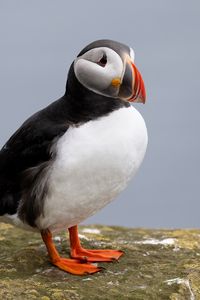 Preview wallpaper puffin, bird, beak, wildlife, stone