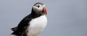 Preview wallpaper puffin, bird, beak, wildlife, stone