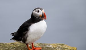 Preview wallpaper puffin, bird, beak, wildlife, stone