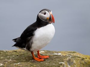 Preview wallpaper puffin, bird, beak, wildlife, stone