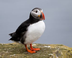 Preview wallpaper puffin, bird, beak, wildlife, stone