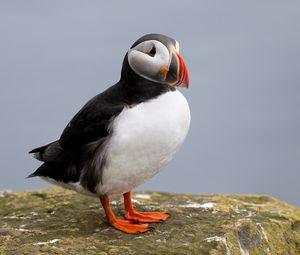 Preview wallpaper puffin, bird, beak, wildlife, stone